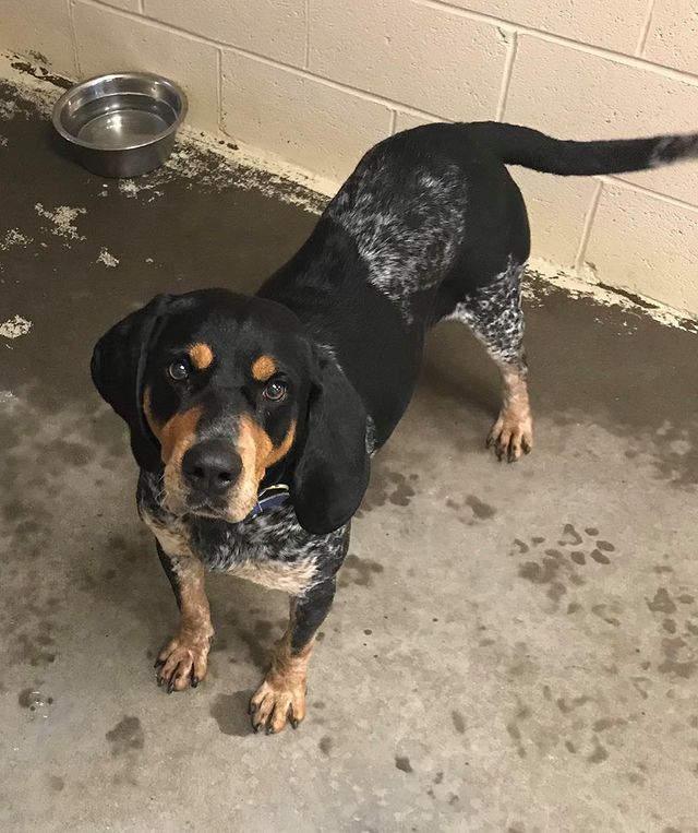 dog looking up